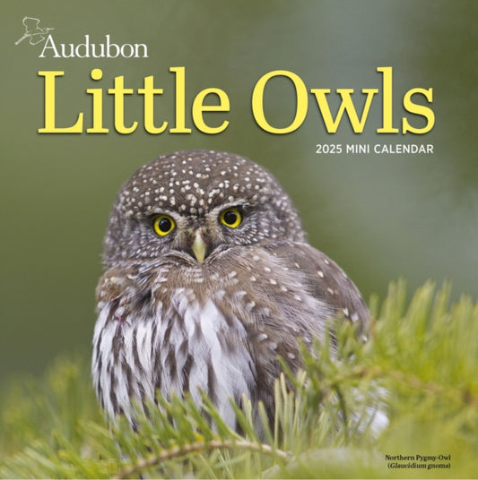 Audubon Little Owls Mini Wall Calendar 2025 : A Year of Fluffy and Round Owls-9781523526130