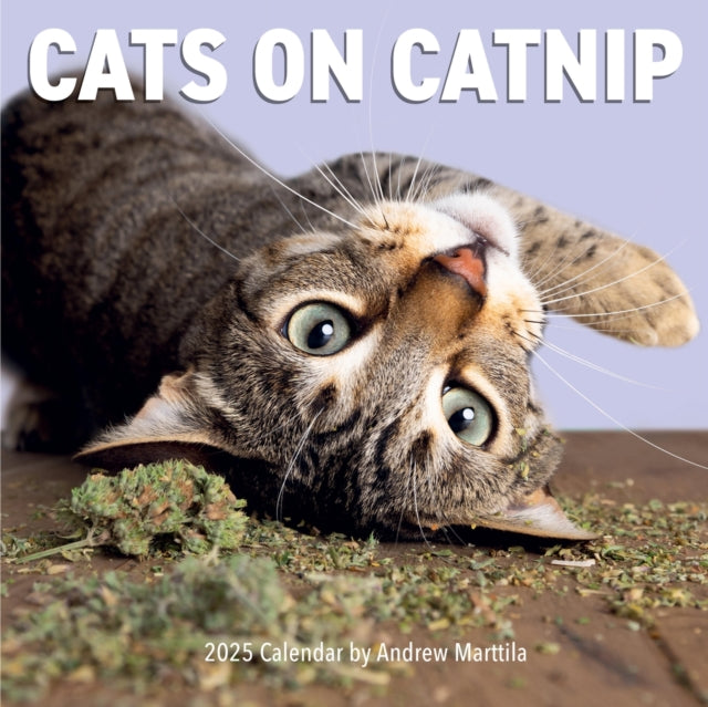 Cats on Catnip Wall Calendar 2025-9781523526369