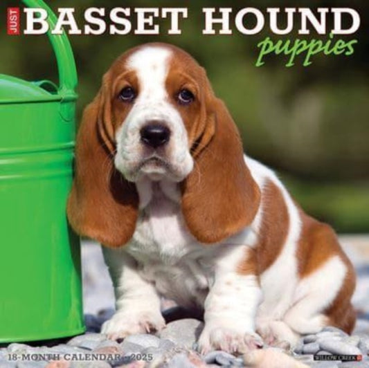 Just Basset Hound Puppies 2025 12 X 12 Wall Calendar-9781549241598