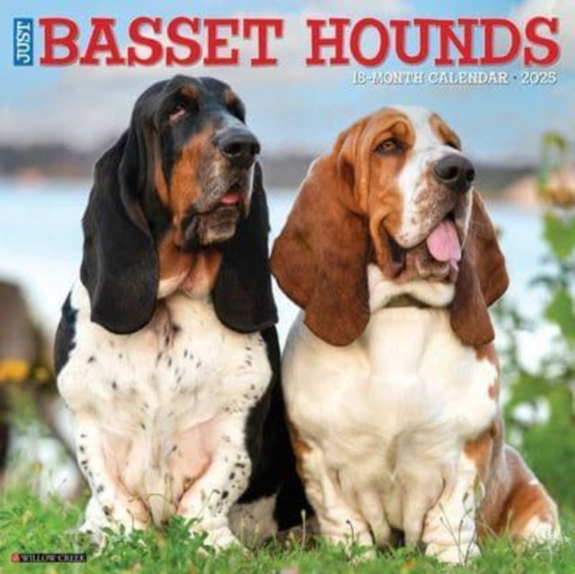 Just Basset Hounds 2025 12 X 12 Wall Calendar-9781549241604