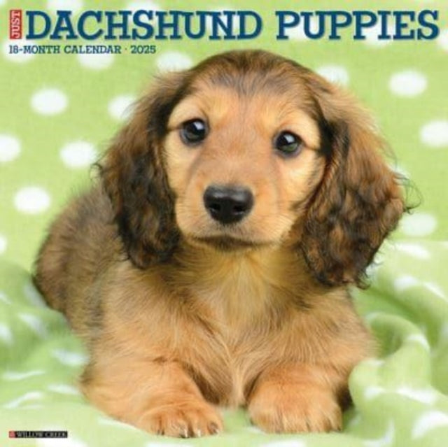 Just Dachshund Puppies 2025 12 X 12 Wall Calendar-9781549242649