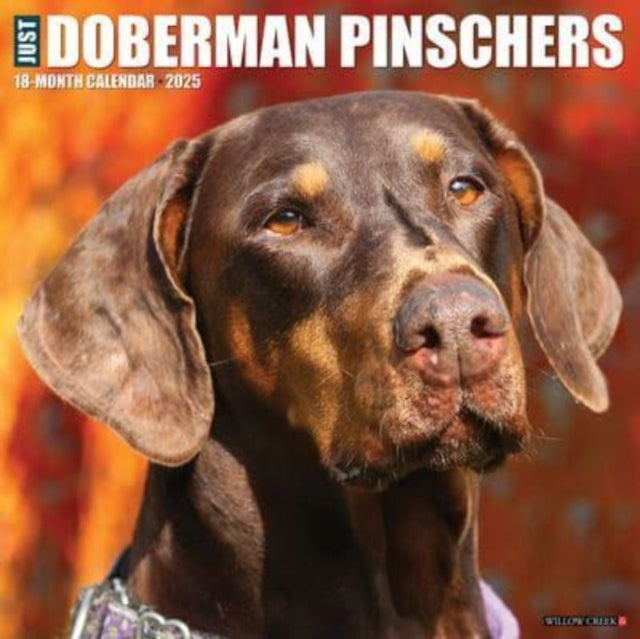 Just Dobermans 2025 12 X 12 Wall Calendar-9781549242717