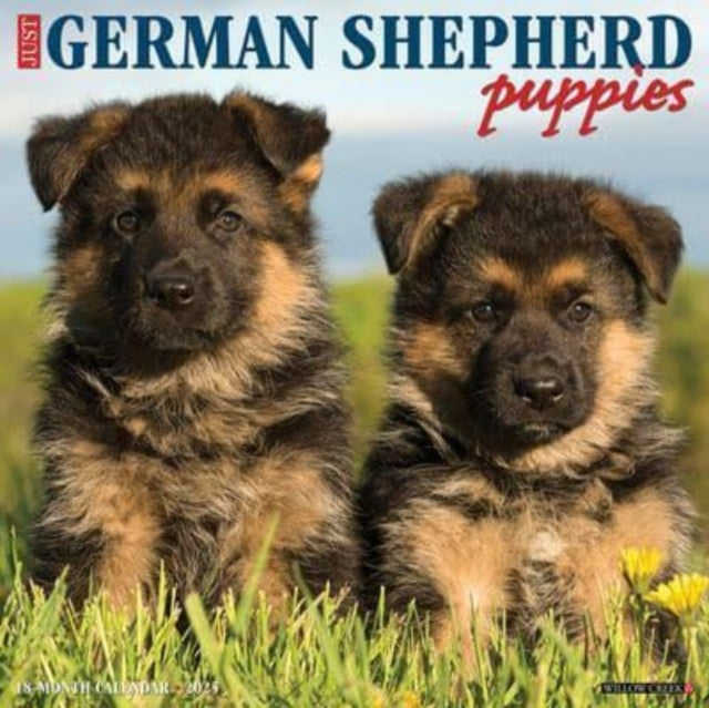 Just German Shepherd Puppies 2025 12 X 12 Wall Calendar-9781549243011