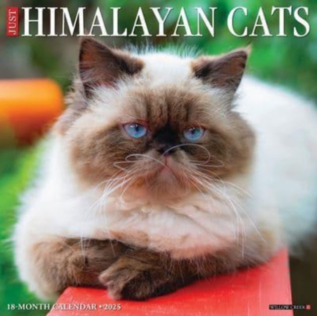 Just Himalayan Cats 2025 12 X 12 Wall Calendar-9781549243349