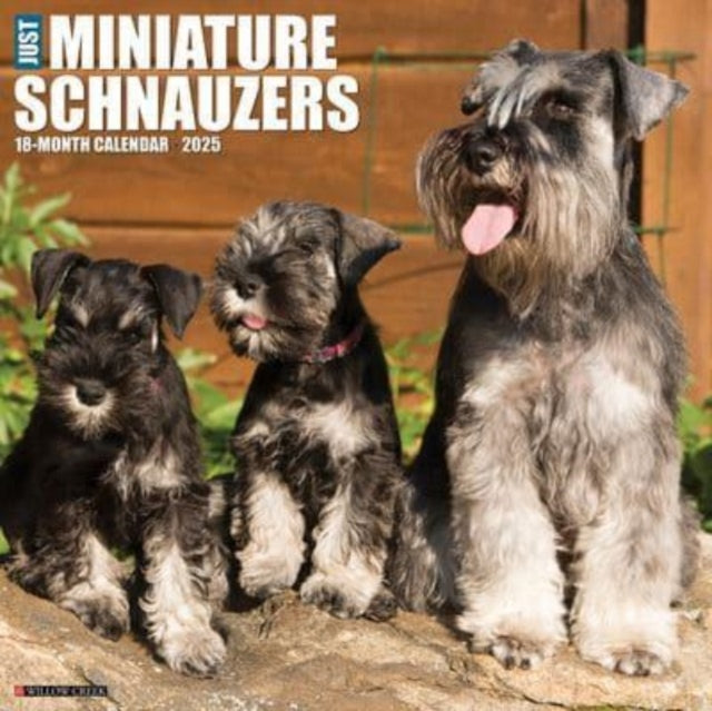 Just Miniature Schnauzers 2025 12 X 12 Wall Calendar-9781549243936