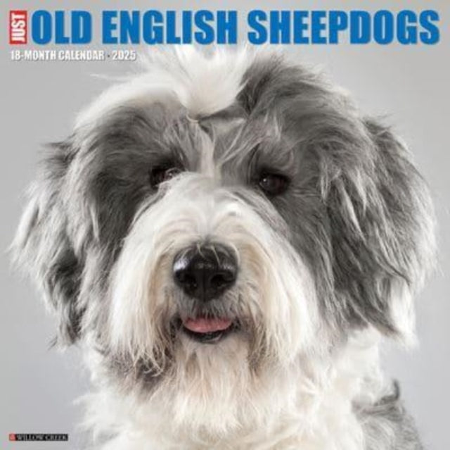 Just Old English Sheepdogs 2025 12 X 12 Wall Calendar-9781549244278