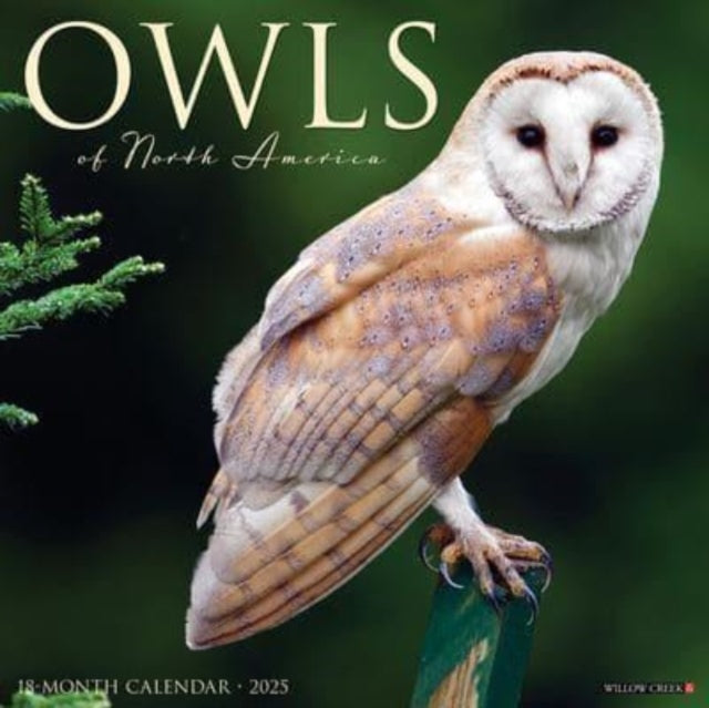 Owls 2025 12 X 12 Wall Calendar-9781549244315