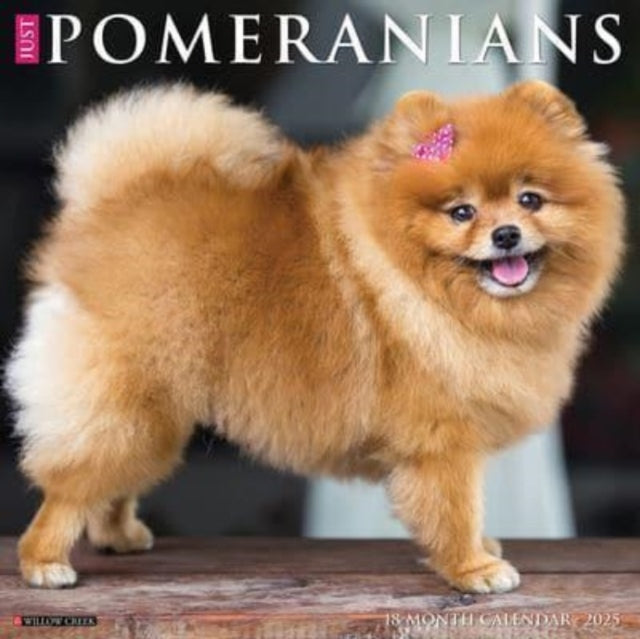 Just Pomeranians 2025 12 X 12 Wall Calendar-9781549244506