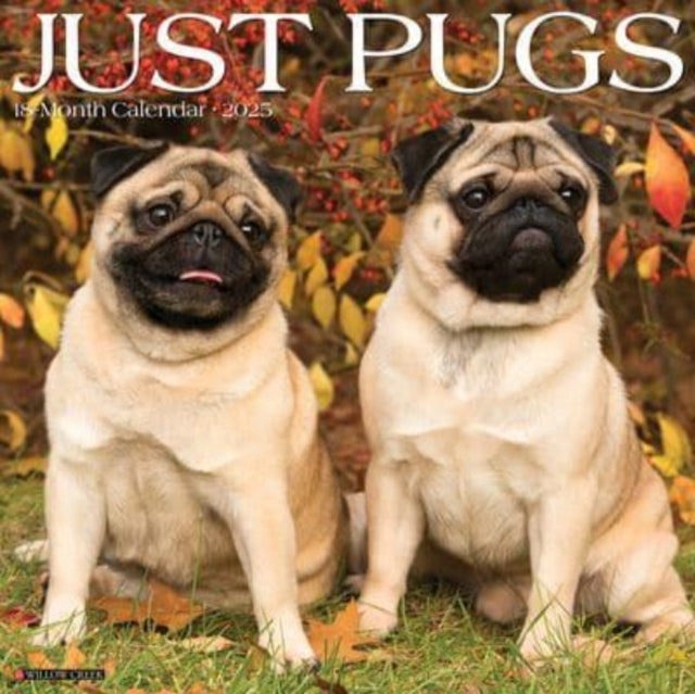 Just Pugs 2025 12 X 12 Wall Calendar-9781549244575