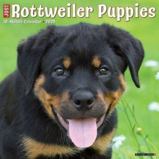 Just Rottweiler Puppies 2025 12 X 12 Wall Calendar-9781549244681