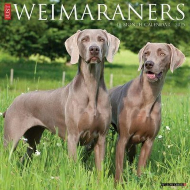 Just Weimaraners 2025 12 X 12 Wall Calendar-9781549245312