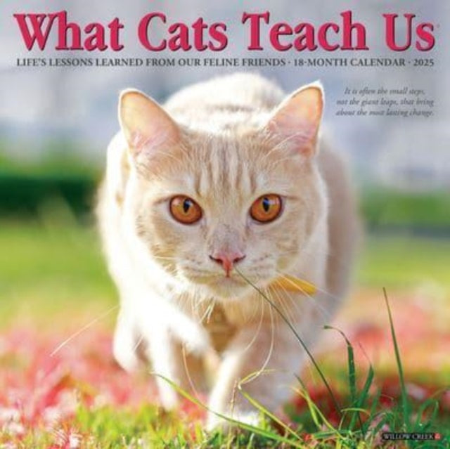 What Cats Teach Us 2025 12 X 12 Wall Calendar-9781549245343