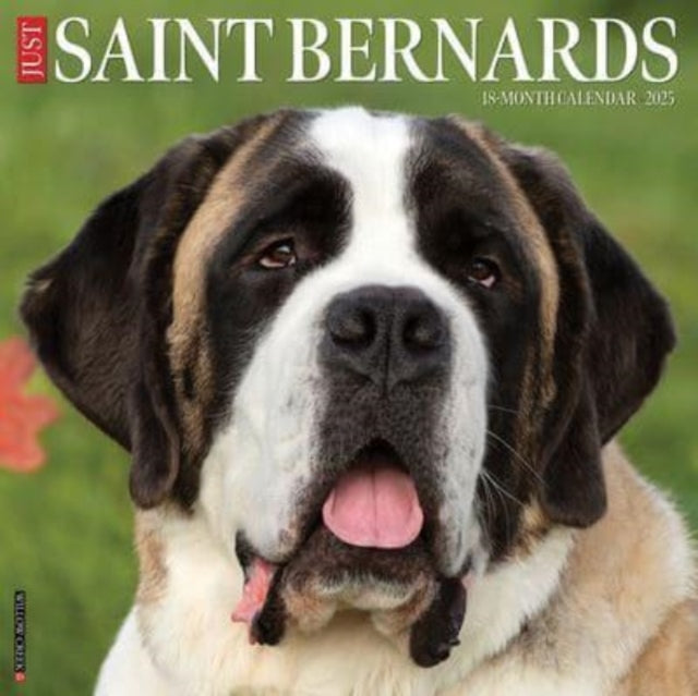 Just Saint Bernards 2025 12 X 12 Wall Calendar-9781549246821