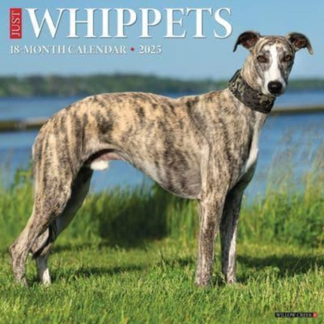 Just Whippets 2025 12 X 12 Wall Calendar-9781549246869