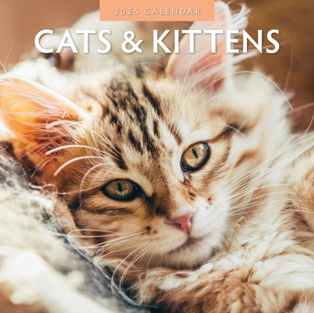 Cats & Kittens 2025 Square Wall Calendar-9781804423769