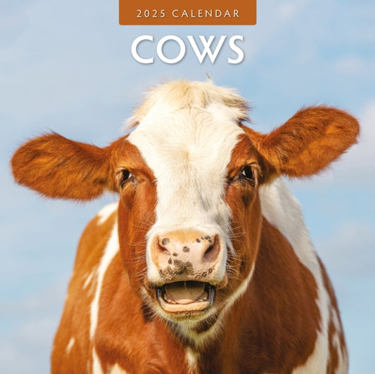 Cows 2025 Square Wall Calendar-9781804423790