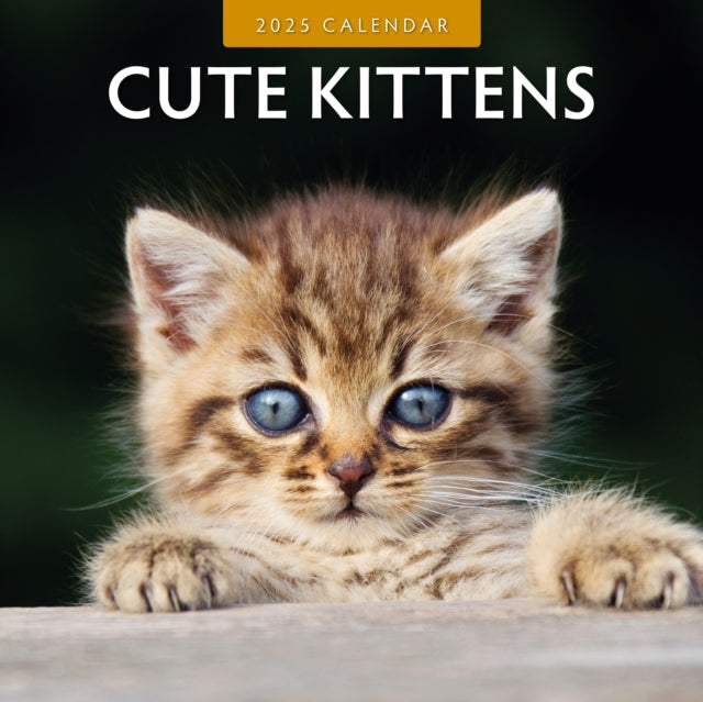 Cute Kittens 2025 Square Wall Calendar-9781804423813