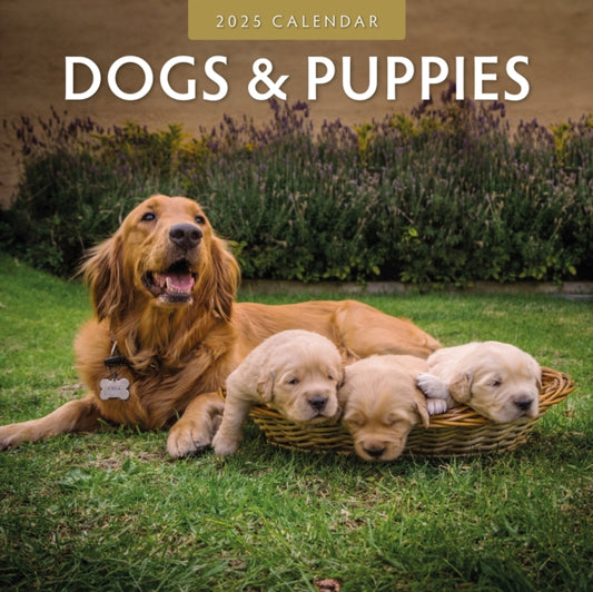 Dogs & Puppies 2025 Square Wall Calendar-9781804423837