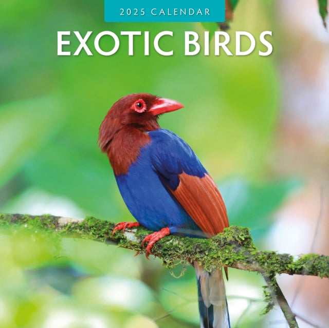 Exotic Birds 2025 Square Wall Calendar-9781804423875