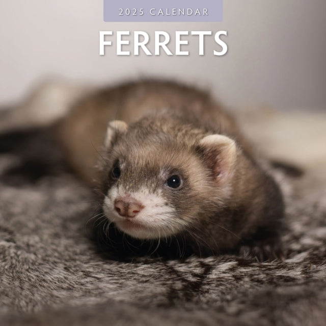 Ferrets 2025 Square Wall Calendar-9781804423882