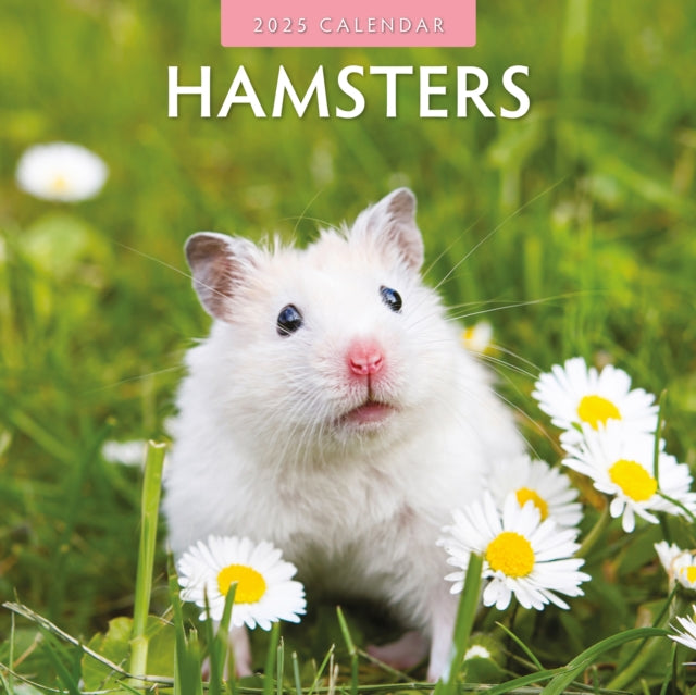 Hamsters 2025 Square Wall Calendar-9781804423936