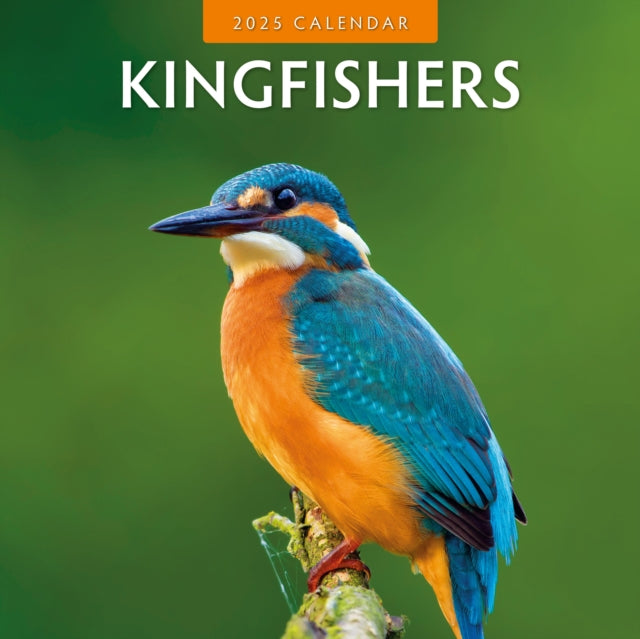 Kingfishers 2025 Square Wall Calendar-9781804423967