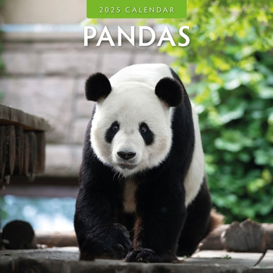 Pandas 2025 Square Wall Calendar-9781804424018