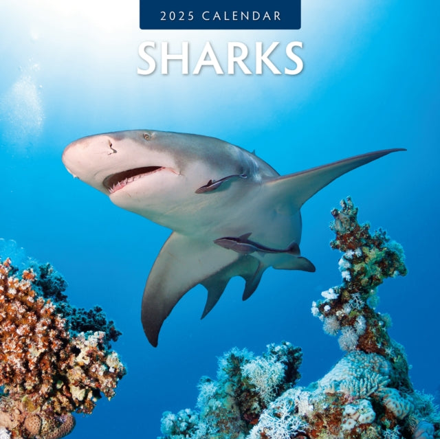 Sharks 2025 Square Wall Calendar-9781804424087