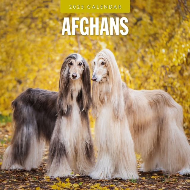 Afghans 2025 Square Wall Calendar-9781804424155