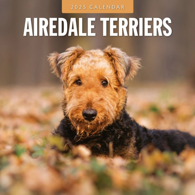 Airedale Terriers 2025 Square Wall Calendar-9781804424162