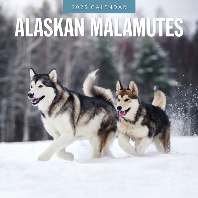 Alaskan Malamutes 2025 Square Wall Calendar-9781804424186