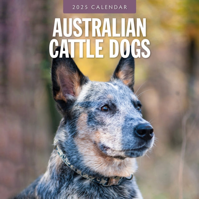 Australian Cattle Dogs 2025 Square Wall Calendar-9781804424216