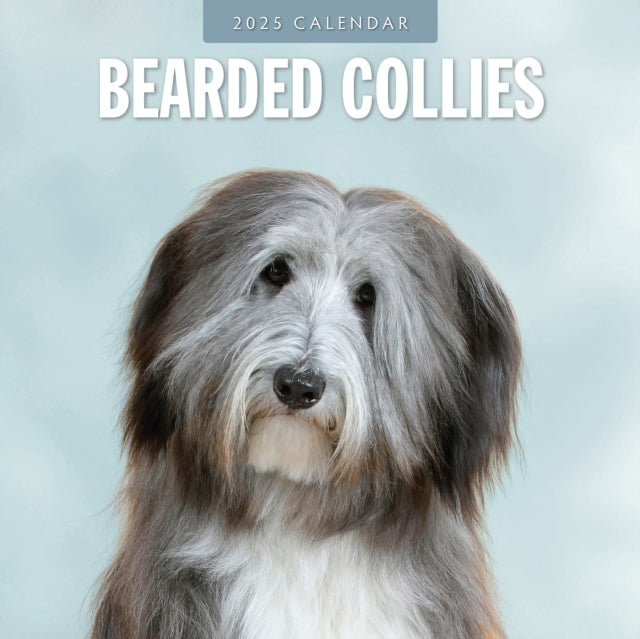 Bearded Collies 2025 Square Wall Calendar-9781804424254