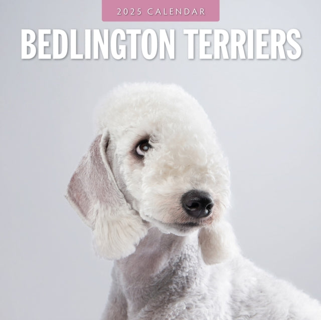 Bedlington Terriers 2025 Square Wall Calendar-9781804424261