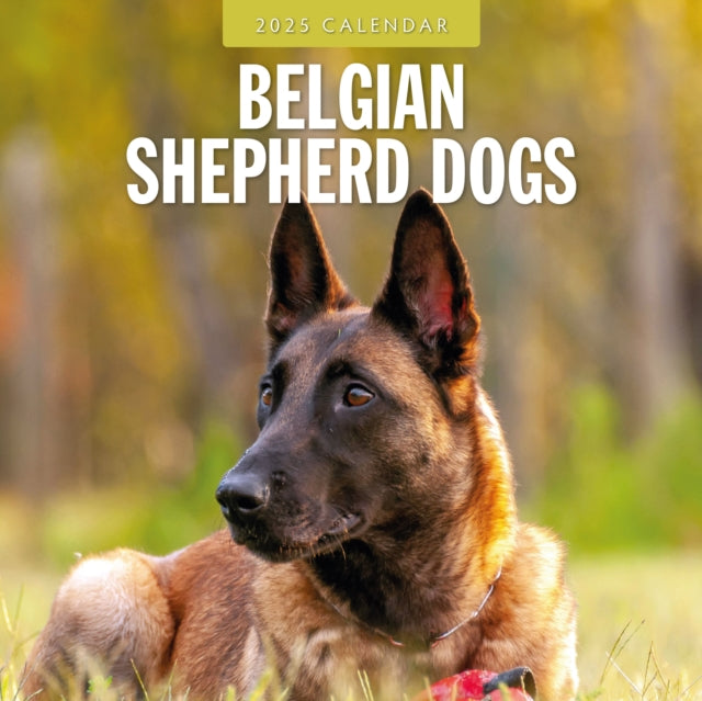 Belgian Shepherd Dogs 2025 Square Wall Calendar-9781804424278