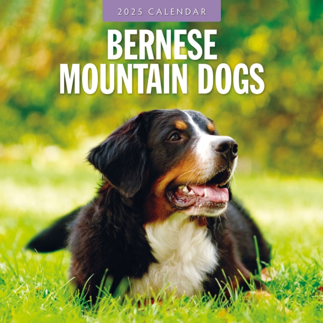 Bernese Mountain Dogs 2025 Square Wall Calendar-9781804424285