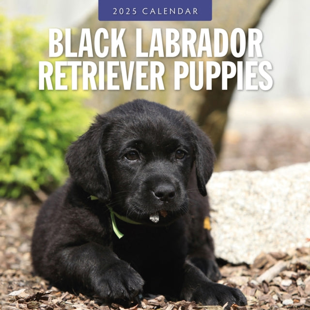 Black Labrador Retriever Puppies 2025 Square Wall Calendar-9781804424308