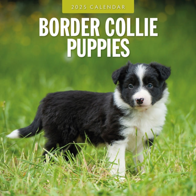 Border Collie Puppies 2025 Square Wall Calendar-9781804424322