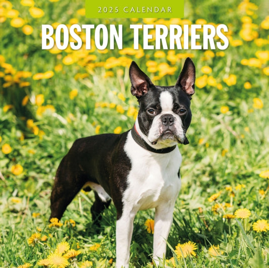 Boston Terriers 2025 Square Wall Calendar-9781804424360