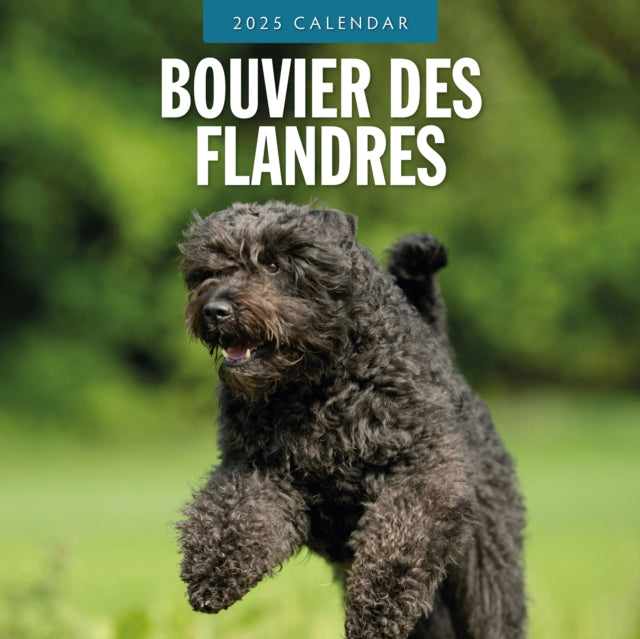 Bouvier des Flandres 2025 Square Wall Calendar-9781804424377