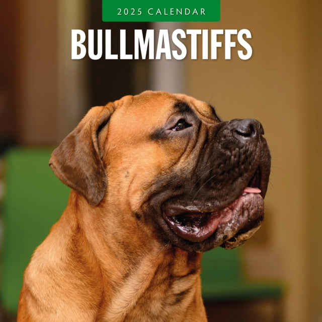 Bullmastiffs 2025 Square Wall Calendar-9781804424421