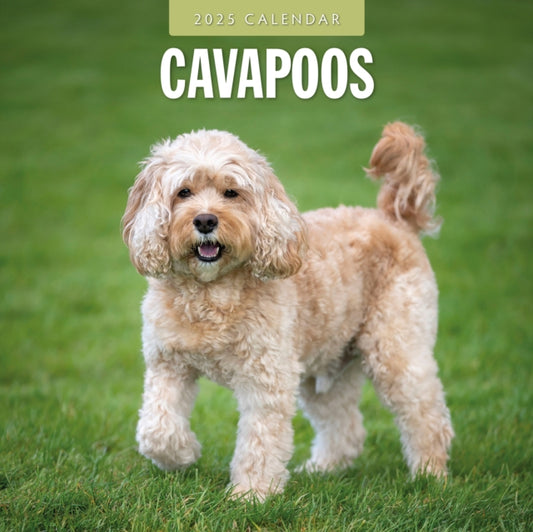 Cavapoos 2025 Square Wall Calendar-9781804424452