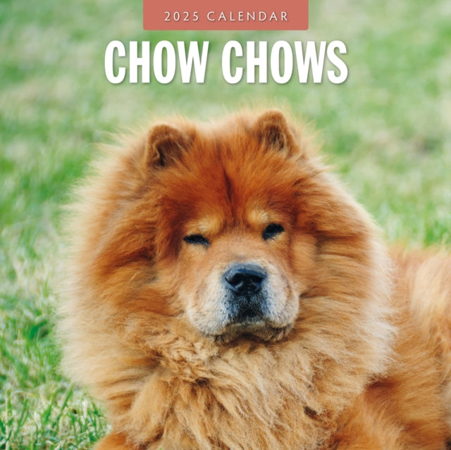 Chow Chows 2025 Square Wall Calendar-9781804424483