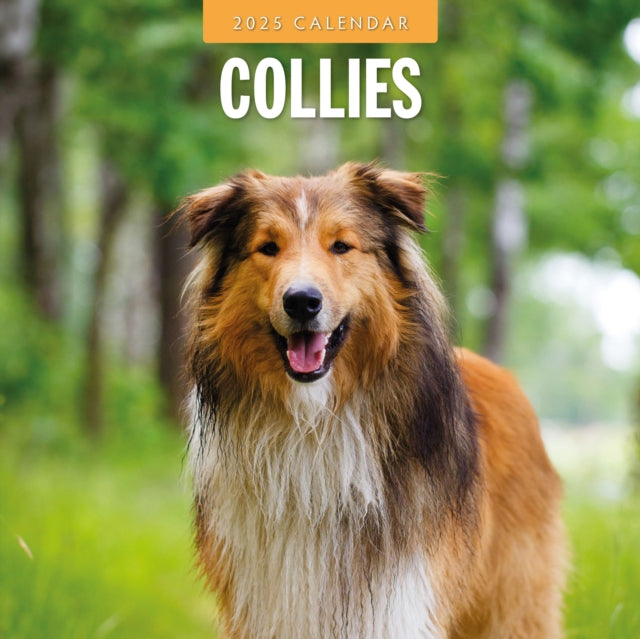 Collies 2025 Square Wall Calendar-9781804424513