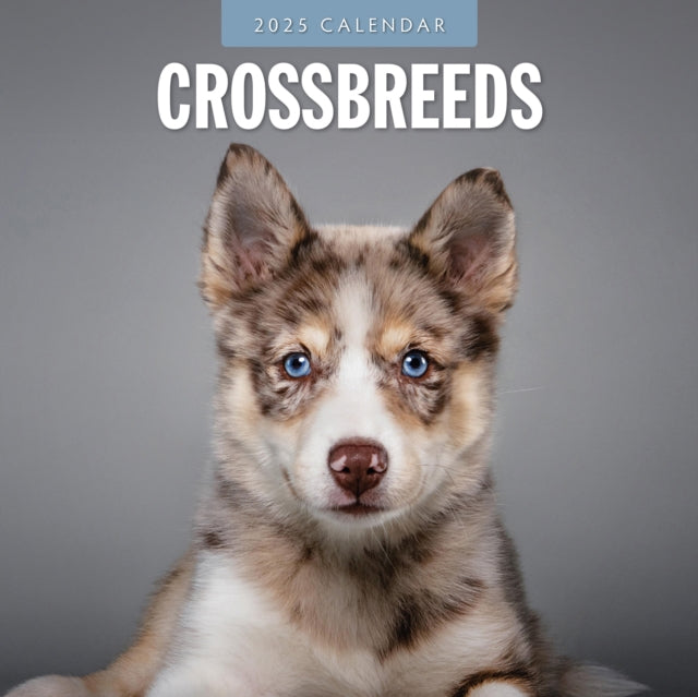 Crossbreeds 2025 Square Wall Calendar-9781804424520