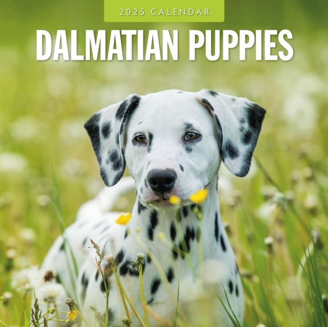 Dalmatian Puppies 2025 Square Wall Calendar-9781804424544