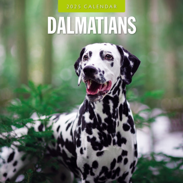 Dalmatians 2025 Square Wall Calendar-9781804424551