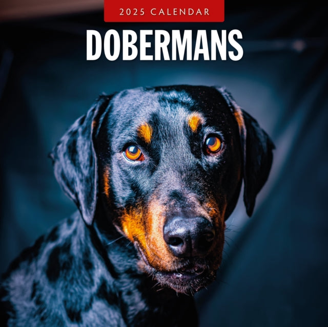 Dobermans 2025 Square Wall Calendar-9781804424568