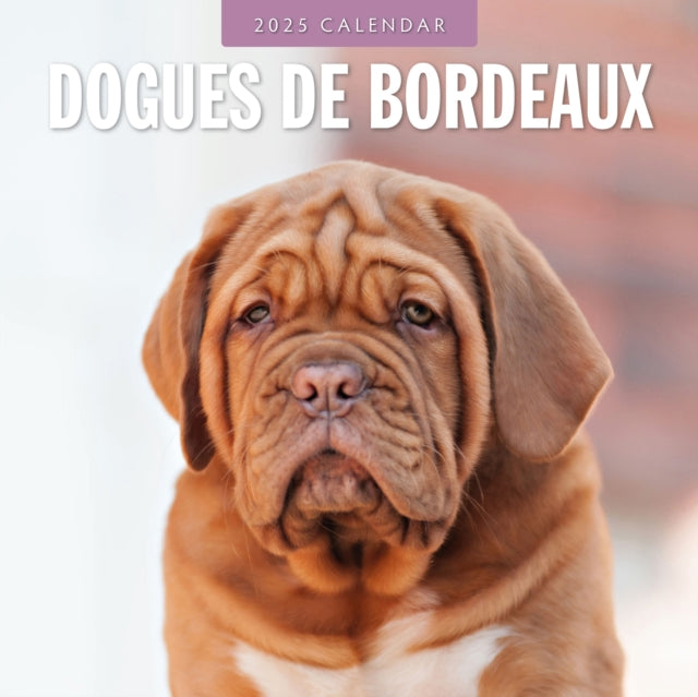 Dogues de Bordeaux 2025 Square Wall Calendar-9781804424575