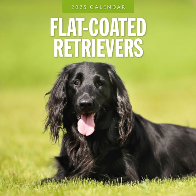 Flat Coated Retrievers 2025 Square Wall Calendar-9781804424612